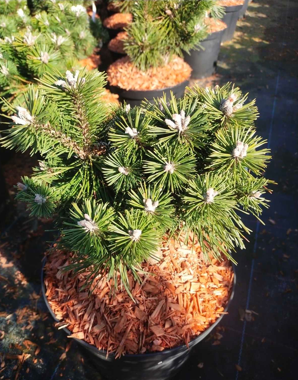 Сосна горная Мопс